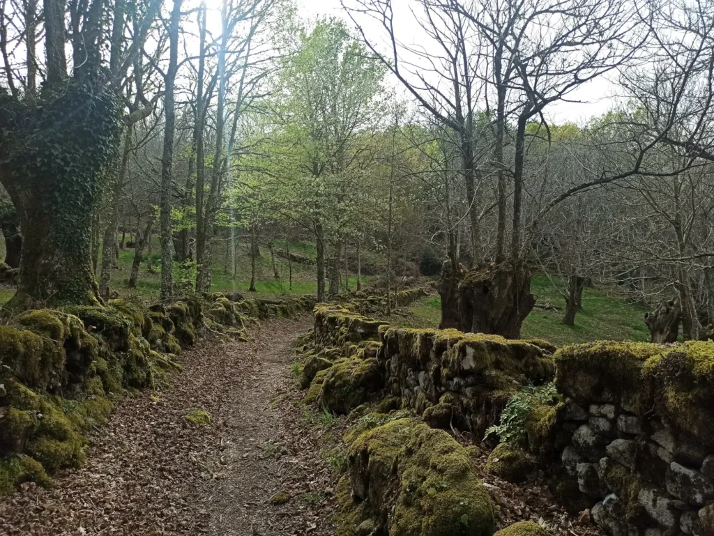 Caminos